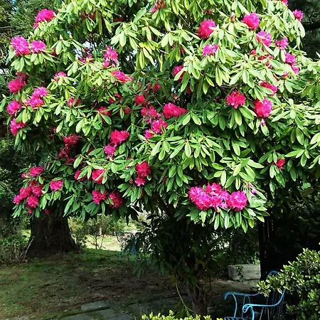 Slow House Y La De Miss Slower Nigrán